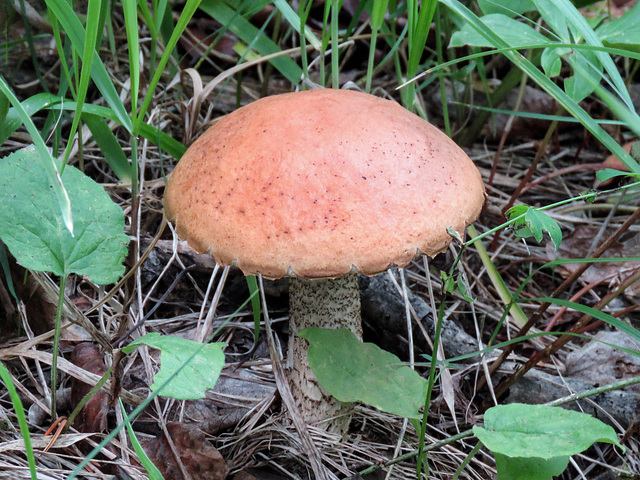 Bolete