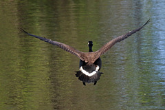 In flight