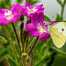 Smallwhite butterfly