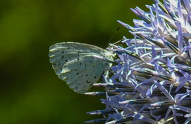 20210723 1897CPw [D~LIP] Falter, Kugeldistel (Echinops bannaticus) Bad Salzuflen