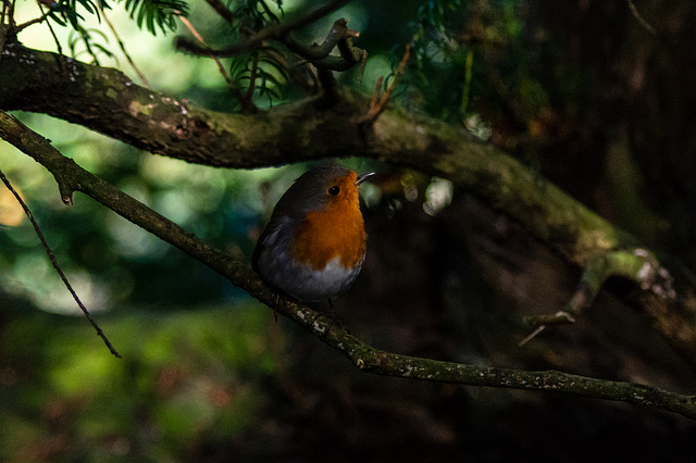 Robin close up in the park