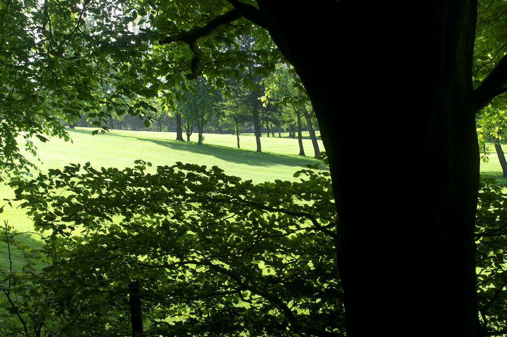 Golf Club Greens