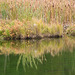 pond colours at Cypress Hills