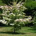 Cornus kousa