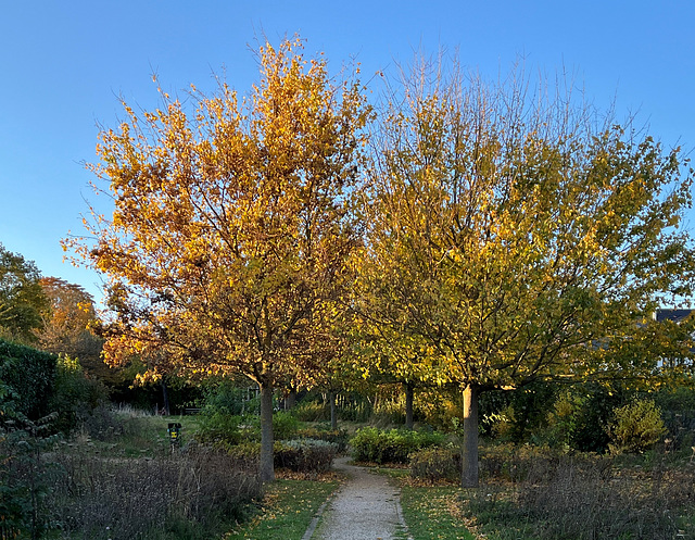 DE - Wachtberg - Herbstspaziergang in Berkum