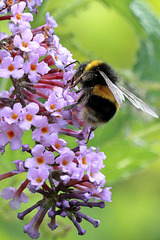 EOS 90D Peter Harriman 14 30 57 15223 bumbleBee dpp