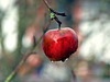 Apfel im Regen