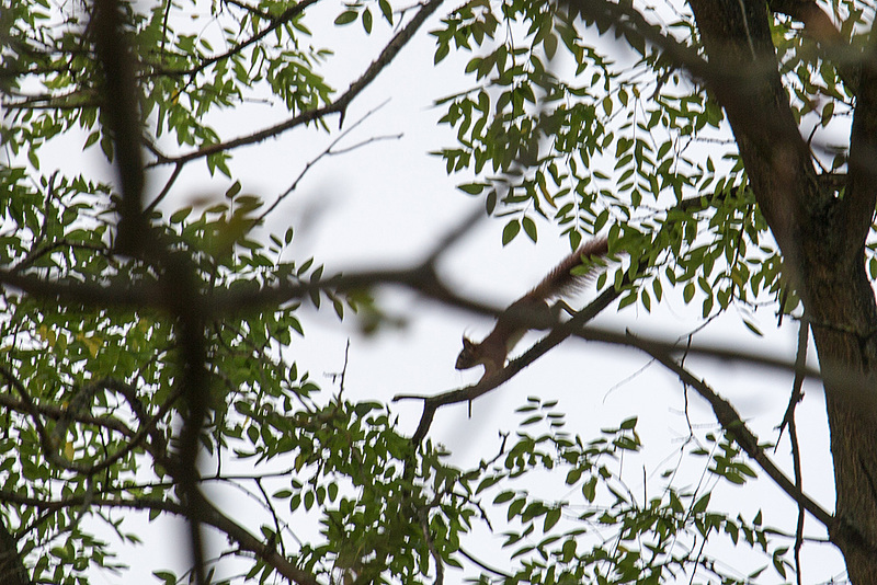 20140925 5322VRAw [D~LG] Eichhörnchen, Lüneburg