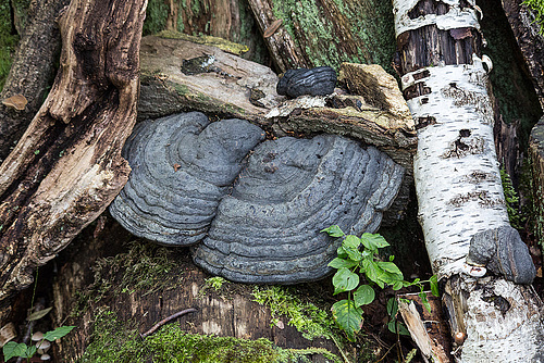 20151010 9293VRTw [D~H] Zunderschwamm (Fomes fomentarius), Wisentgehege, Springe-Deister