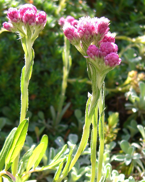 106 Katzenpfötchen - Antennaria dioica