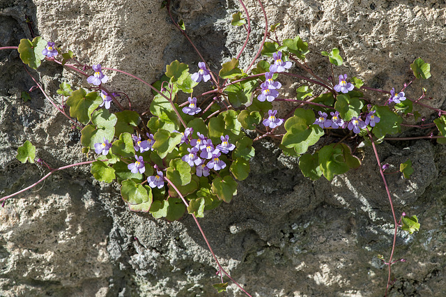 Cymbalaria muralis, Zimbelkraut,  - 2016-04-27_D4_DSC6761