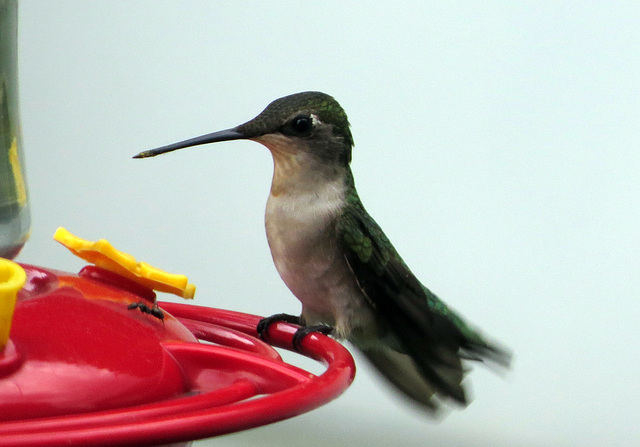 Female Hummingbird