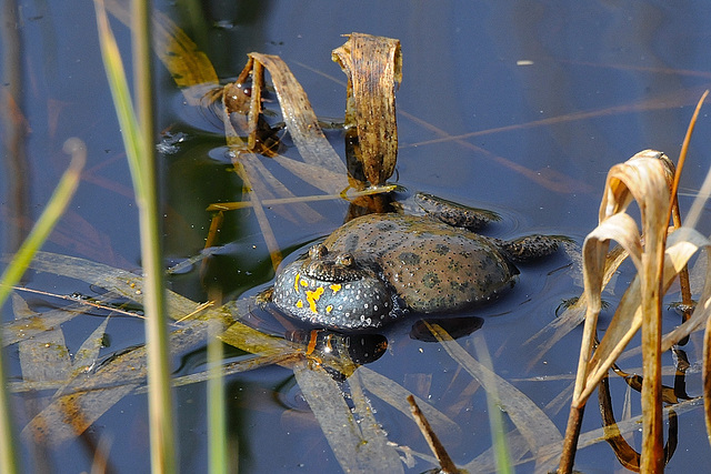 Rotbauchunke