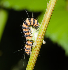 CaterpillarIMG 5995