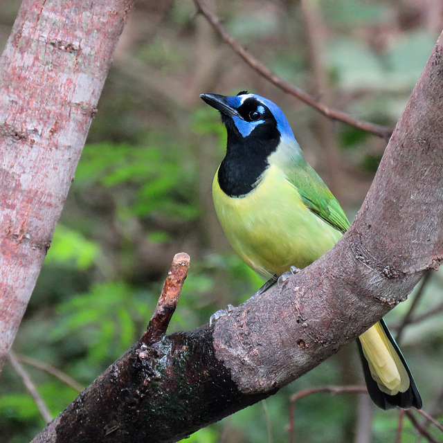 Day 6, Green Jay / Cyanocorax yncas