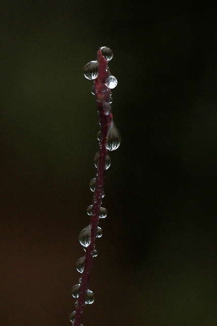 Raindrops