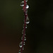 Raindrops