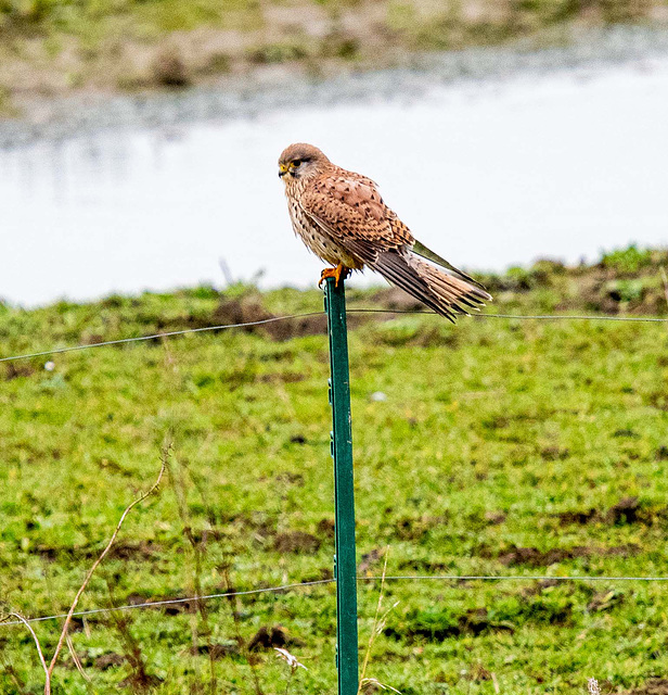 Kestrel