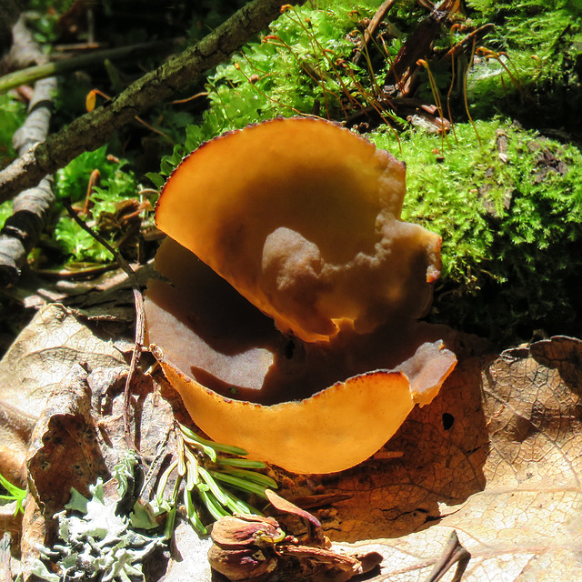 Jelly fungus