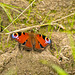 Peacock butterfly