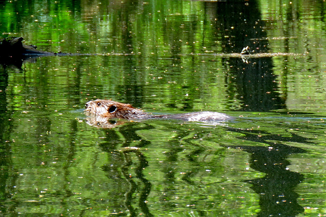 A busy beaver.