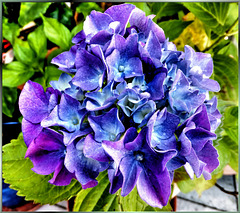 Hortensie heute in blau. ©UdoSm