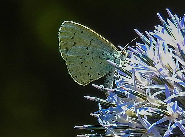 20210723 1898CPw [D~LIP] Falter, Kugeldistel (Echinops bannaticus) Bad Salzuflen
