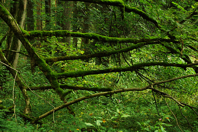 Happy Forest Fence