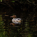 Goosander - a visitor to the local park