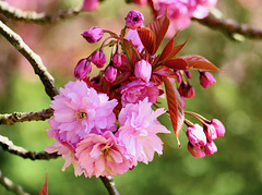 Japanische Kirschblüten