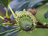 Acorn With Medusa Hair