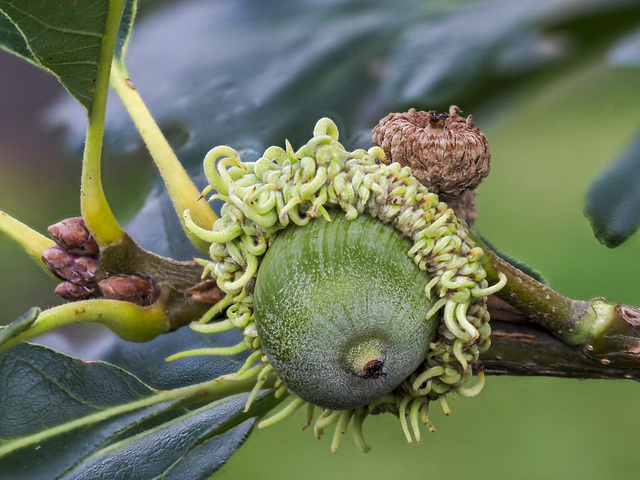 Acorn With Medusa Hair