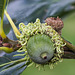 Acorn With Medusa Hair