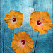 orange hibiscus ❁ ❁ ❁