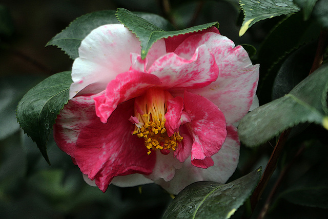 C'est étonnant , en Allemagne ils ont des roses comme chez nous .