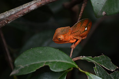 Madagascar, A Baby Parson's Chameleon (Calumma parsonii) in Réserve Peyrieras Exotic