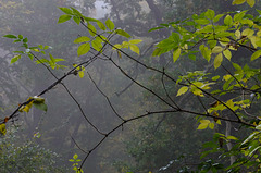 Leaves in the mist