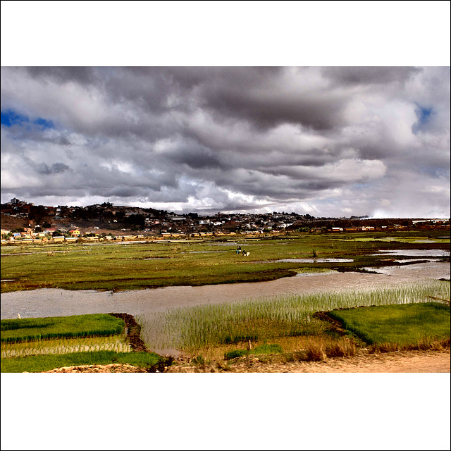 Rice fields.