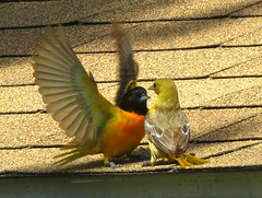 Male Baltimore Oriole showing off to the female