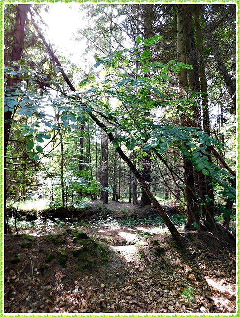 Ombre et lumière en forêt de Coetquen