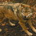 In Sachsen gibt es bereits 14 Wolfsrudel