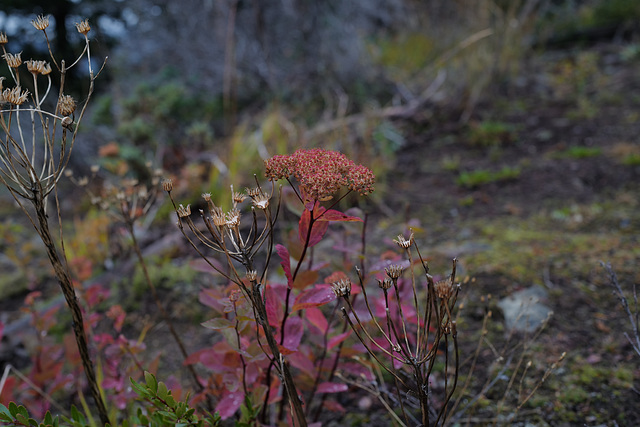 Spiraea japonica, Canada L1010123