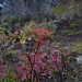 Spiraea japonica, Canada L1010123