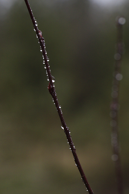 Raindrops