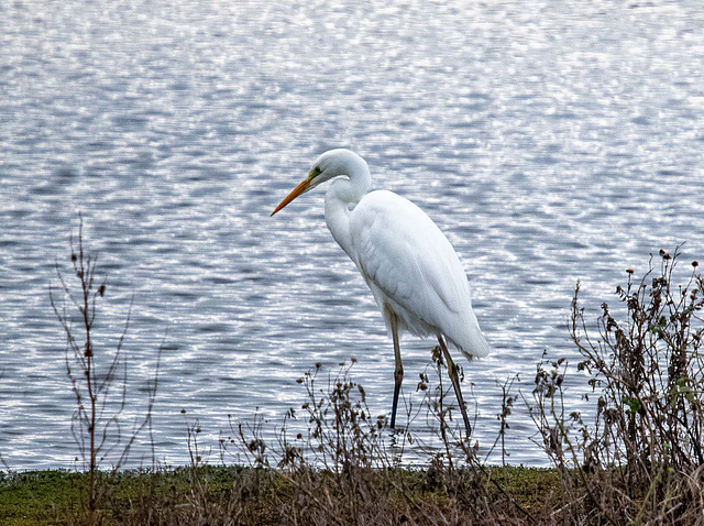 Great white egret