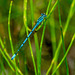 Common blue damselfly