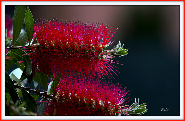 Flor de pistilos rojos