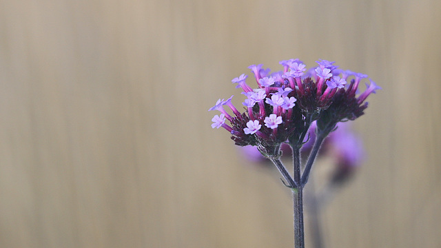 Verveine de Buenosaires