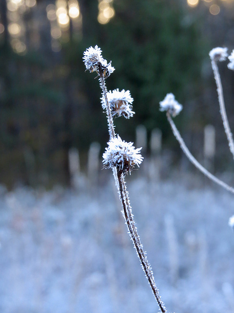 Frosty morning