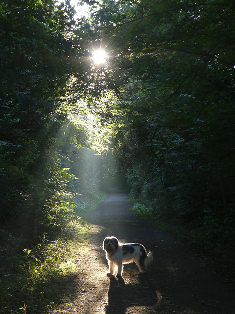 Waldweg, Morgensonne und Lena